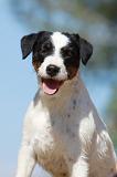 PARSON RUSSEL TERRIER 067